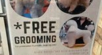 The Pet Safari Singapore free grooming service for pompom and poodle limited time only