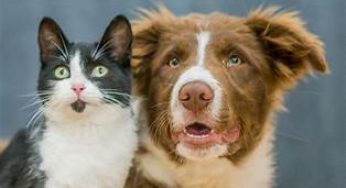 CAHO & PAWFF Wellness POP-UP Pet Event in Singapore free goodies