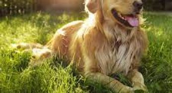 Rifavest Pets Singapore free dog food sample home delivery
