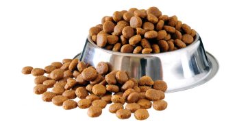 B&W Pets Singapore free dog food sample free home delivery